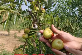 又大又甜的蟠枣成熟了，秋季落叶后蟠枣树苗大量出圃，品种保证。视频封面