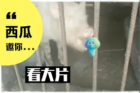 你的那包小熊饼干，被猪给吃了！视频封面