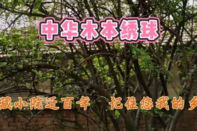 中华木本绣球，深藏小院近百年，记住您我的乡愁视频封面
