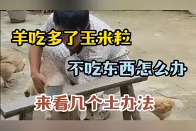 羊吃多了玉米粒不消化怎么办，来看下有几个土办法试下视频封面