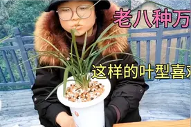经典名品老八种兰花哪个最美？江浙春兰叶型优美花香，宋梅、万字视频封面