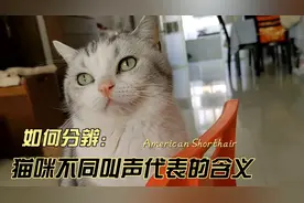 猫咪发出的这七种声音，都是什么含义？教你更懂猫视频封面