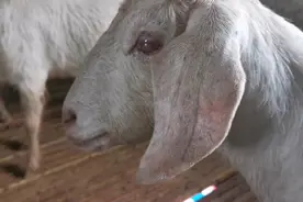 放羊突然发现母羊一只眼睛全瞎，还变成了肌肉状！这样能治好吗？视频封面