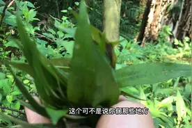 鱼香草，视频封面