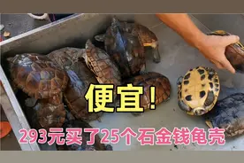秋风起，又到大补时候，28元一斤龟壳，293元买了25个回家煲汤