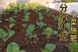 楼顶种菜，想要青菜长得好，赶紧试试这种施肥方式，吸收快不烧根视频封面