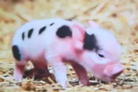 刚生下来就睁着眼、快速爬去喝奶:是小猫、小狗还是小猪?视频封面