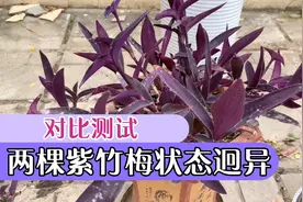 紫竹梅对比测试，两棵状态竟然天差地别