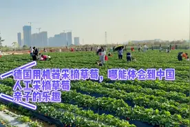 亲子活动，采摘草莓，比呆在家玩游戏强多了视频封面