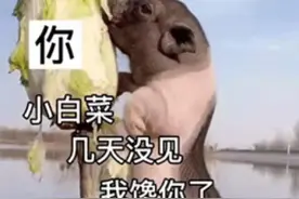 小白菜都被猪给拱了视频封面