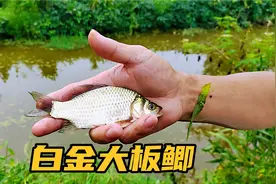 四川农村，川仔到野河钓鱼，钓到“白金大板鲫”两个鱼竿都拉不赢视频封面