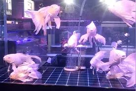 听说对着门口的地方放个鱼缸会聚财视频封面