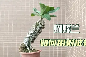 种蝴蝶兰还用盆？教你如何用树桩来养，开花又是漂亮的盆景视频封面