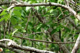 陷阱捕捉绣眼鸟