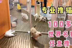 100多只猫在一起，什么感觉？快来撸一撸，从来没见过的猫咪视频封面