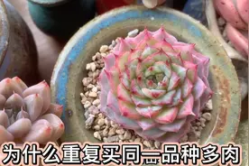 喜欢的多肉品种就重复买，这是偏执还是傻，但我觉得，太值得了视频封面