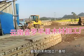 实拍云南省罗平县最大的木材加工厂，大大小小的有几十个厂视频封面