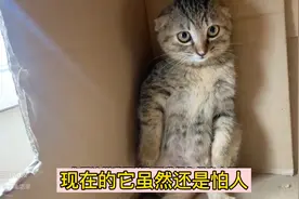 收养流浪猫第145天，对我又凶又打的猫一改往日的凶样，居然变了视频封面