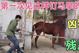 第一次见这样钉马掌的人，太凶猛残忍了，难怪老婆对他这样，可怕视频封面