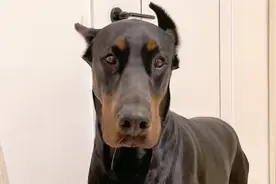 杜宾犬2天没睡觉了，哼哼唧唧的直叫唤，不知道得了什么病视频封面