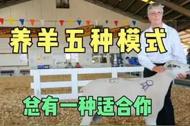 我国养羊的五种模式，选择一种适合我们自己的模式