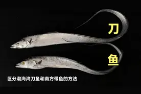 区分渤海湾刀鱼和南方带鱼的方法，处理刀鱼不腥的秘密视频封面