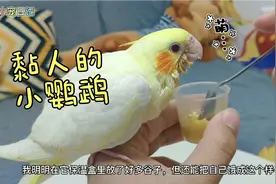 两个月的手养玄凤鹦鹉还不会自己吃东西，非得主人喂才吃。