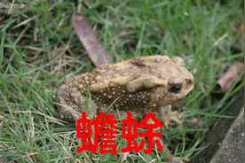 一分钟中药材，蟾蜍，抗肿瘤，解毒散结，消积利水，杀虫消积。视频封面