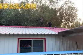 邻居的树长到董事长的房上，董事长找人来修，这个隐患终于排除了视频封面