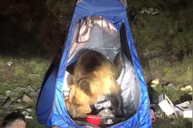 自驾西藏户外露营，车辆遭到棕熊袭击感觉车子都要掀翻，吓得半死视频封面