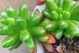 多肉虹之玉这样养护，生长旺盛状态好，养护方法看看吧！