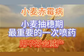 小麦赤霉病，小麦抽穗期最重要的一次喷药，用不好会减产视频封面
