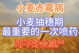 小麦赤霉病，小麦抽穗期最重要的一次喷药，用不好会减产视频封面