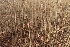 露天红油香椿苗基地，露天香椿苗种植技术分享视频封面