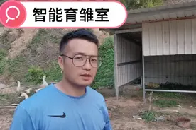 农场鸡苗育雏室（保温房）这样建，省力又省心视频封面
