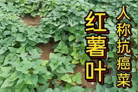 “红薯叶”人称抗癌菜，这些妙用厉害了，远销国外200一斤