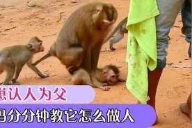 猴崽子认人为父，猴妈妈分分钟教它做人
