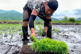 东北农村插秧种水稻，中午还管顿大包子，真好！