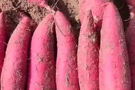 红薯膨大期用磷酸二氢钾喷一喷，红薯结的多，一棵能结二十个视频封面