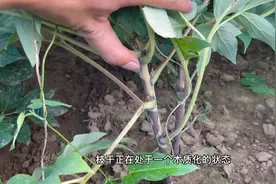 夏季发芽的牡丹下年还能开花吗视频封面