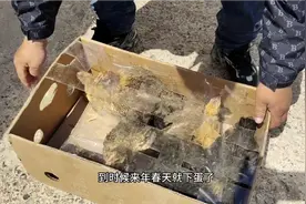 小刚买了8只小母鸡放在大婶家一起养，小母鸡冬天就可以下蛋了