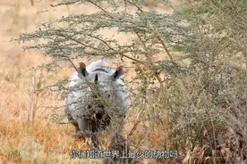 世界上最少的动物——白犀牛。保护动物，从你我做起。视频封面