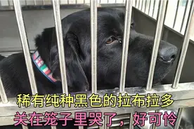 非常稀有的黑色拉布拉多被狗贩子关在笼子里，都哭了，可怜的狗狗视频封面