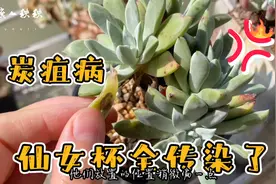 多肉仙女杯都得了炭疽病，代森锰锌好用，但千万注意浓度呀视频封面