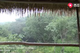 1小时茅草屋外下起大雨，感受热带丛林里的雨声，有益于睡眠！视频封面