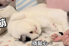 猫咪也怕痒？主人挠猫咪脚心，痒的它脚脚开花，太好笑了视频封面
