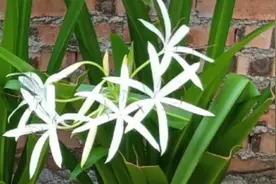 家园中那株来之不易的百年开喉剑，扁桃体炎患者的福音＃镇园植宝视频封面