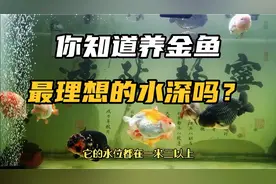 浅谈饲养金鱼最合适的水深，你家里鱼缸水深适合吗？视频封面