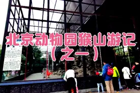 游北京动物园猴山，带你去看活泼、顽皮、聪明的小猴子!视频封面