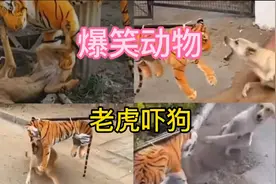 用老虎吓狗，最后一个直接吓尿了😂😂视频封面